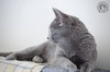 Dumny Kot*PL, Norwegian Forest Cat and Russian Blue cattery