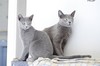 Dumny Kot*PL, Norwegian Forest Cat and Russian Blue cattery