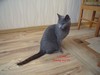 Dumny Kot*PL, Norwegian Forest Cat and Russian Blue cattery