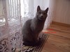 Dumny Kot*PL, Norwegian Forest Cat and Russian Blue cattery