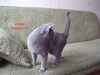 Dumny Kot*PL, Norwegian Forest Cat and Russian Blue cattery