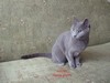 Dumny Kot*PL, Norwegian Forest Cat and Russian Blue cattery