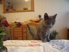 Dumny Kot*PL, Norwegian Forest Cat and Russian Blue cattery