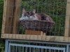 Dumny Kot*PL, Norwegian Forest Cat and Russian Blue cattery