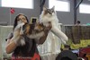 Dumny Kot*PL, Norwegian Forest Cat and Russian Blue cattery