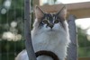 Dumny Kot*PL, Norwegian Forest Cat and Russian Blue cattery