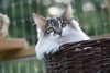 Dumny Kot*PL, Norwegian Forest Cat and Russian Blue cattery