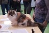 Dumny Kot*PL, Norwegian Forest Cat and Russian Blue cattery