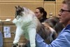 Dumny Kot*PL, Norwegian Forest Cat and Russian Blue cattery