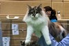 Dumny Kot*PL, Norwegian Forest Cat and Russian Blue cattery