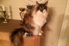 Dumny Kot*PL, Norwegian Forest Cat and Russian Blue cattery