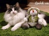 Dumny Kot*PL, Norwegian Forest Cat and Russian Blue cattery