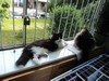 Dumny Kot*PL, Norwegian Forest Cat and Russian Blue cattery