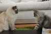 Dumny Kot*PL, Norwegian Forest Cat and Russian Blue cattery