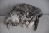 Dumny Kot*PL, Norwegian Forest Cat and Russian Blue cattery