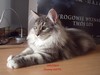 Dumny Kot*PL, Norwegian Forest Cat and Russian Blue cattery