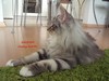 Dumny Kot*PL, Norwegian Forest Cat and Russian Blue cattery