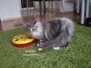 Dumny Kot*PL, Norwegian Forest Cat and Russian Blue cattery