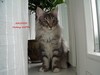 Dumny Kot*PL, Norwegian Forest Cat and Russian Blue cattery