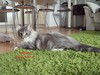 Dumny Kot*PL, Norwegian Forest Cat and Russian Blue cattery