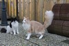 Dumny Kot*PL, Norwegian Forest Cat and Russian Blue cattery