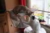 Dumny Kot*PL, Norwegian Forest Cat and Russian Blue cattery