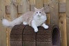 Dumny Kot*PL, Norwegian Forest Cat and Russian Blue cattery