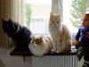 Dumny Kot*PL, Norwegian Forest Cat and Russian Blue cattery