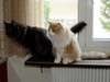 Dumny Kot*PL, Norwegian Forest Cat and Russian Blue cattery