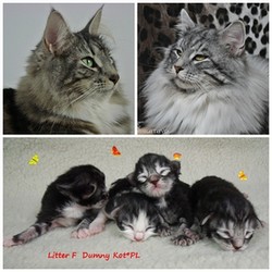 Dumny Kot*PL, Norwegian Forest Cat and Russian Blue cattery