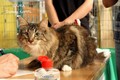 Dumny Kot*PL, Norwegian Forest Cat and Russian Blue cattery