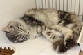 Dumny Kot*PL, Norwegian Forest Cat and Russian Blue cattery