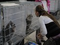 Dumny Kot*PL, Norwegian Forest Cat and Russian Blue cattery