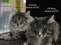 Dumny Kot*PL, Norwegian Forest Cat and Russian Blue cattery