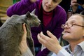 Dumny Kot*PL, Norwegian Forest Cat and Russian Blue cattery