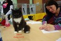 Dumny Kot*PL, Norwegian Forest Cat and Russian Blue cattery