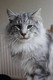 Dumny Kot*PL, Norwegian Forest Cat and Russian Blue cattery