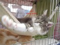 Dumny Kot*PL, Norwegian Forest Cat and Russian Blue cattery