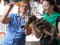 Dumny Kot*PL, Norwegian Forest Cat and Russian Blue cattery