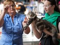 Dumny Kot*PL, Norwegian Forest Cat and Russian Blue cattery