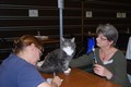 Dumny Kot*PL, Norwegian Forest Cat and Russian Blue cattery