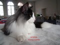 Dumny Kot*PL, Norwegian Forest Cat and Russian Blue cattery