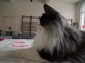 Dumny Kot*PL, Norwegian Forest Cat and Russian Blue cattery