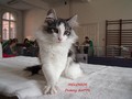 Dumny Kot*PL, Norwegian Forest Cat and Russian Blue cattery