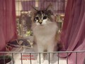 Dumny Kot*PL, Norwegian Forest Cat and Russian Blue cattery