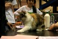 Dumny Kot*PL, Norwegian Forest Cat and Russian Blue cattery