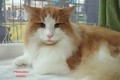 Dumny Kot*PL, Norwegian Forest Cat and Russian Blue cattery