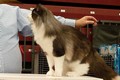 Dumny Kot*PL, Norwegian Forest Cat and Russian Blue cattery