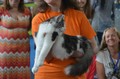 Dumny Kot*PL, Norwegian Forest Cat and Russian Blue cattery