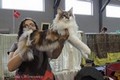 Dumny Kot*PL, Norwegian Forest Cat and Russian Blue cattery